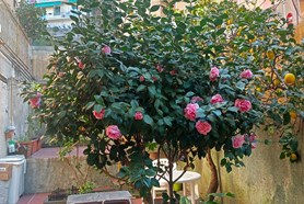 Appartamento - Genova